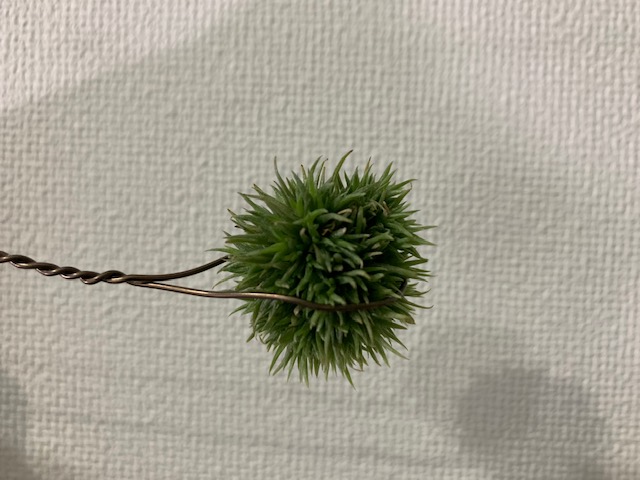 �`�����W�A,�e�B�����W�A,�G�A�[�v�����c,Tillandsia,�`�����h�V�A