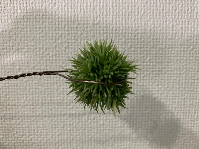 �`�����W�A,�e�B�����W�A,�G�A�[�v�����c,Tillandsia,�`�����h�V�A