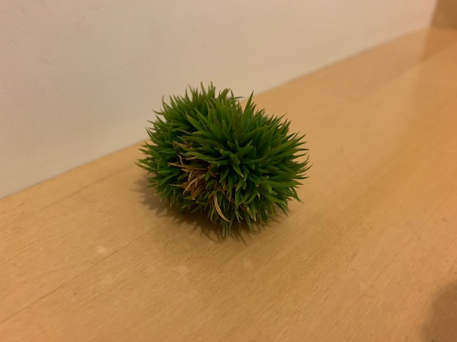 �`�����W�A,�e�B�����W�A,�G�A�[�v�����c,Tillandsia,�`�����h�V�A