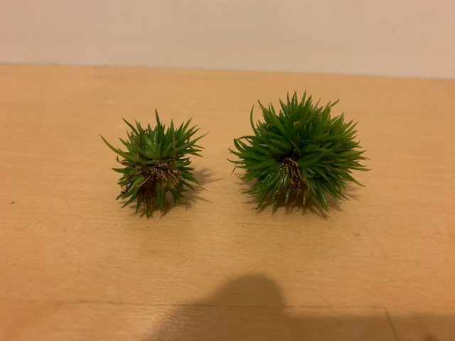 �`�����W�A,�e�B�����W�A,�G�A�[�v�����c,Tillandsia,�`�����h�V�A