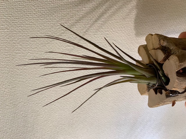 �`�����W�A,�e�B�����W�A,�G�A�[�v�����c,Tillandsia,�`�����h�V�A