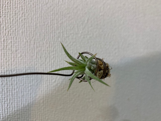 �`�����W�A,�e�B�����W�A,�G�A�[�v�����c,Tillandsia,�`�����h�V�A