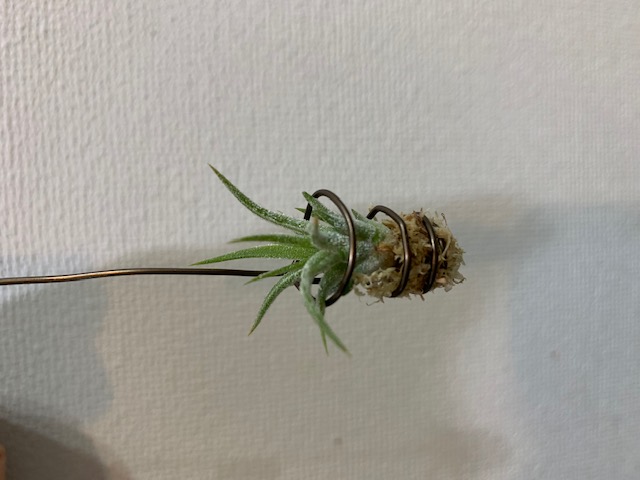 �`�����W�A,�e�B�����W�A,�G�A�[�v�����c,Tillandsia,�`�����h�V�A