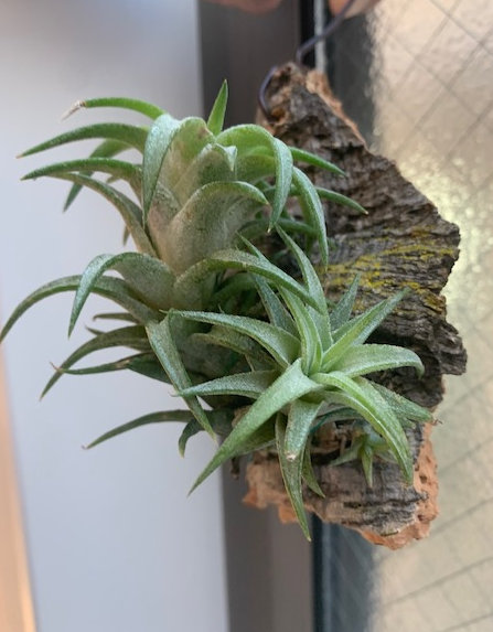 �`�����W�A,�e�B�����W�A,�G�A�[�v�����c,Tillandsia,�`�����h�V�A