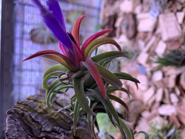 �`�����W�A,�e�B�����W�A,�G�A�[�v�����c,Tillandsia,�`�����h�V�A
