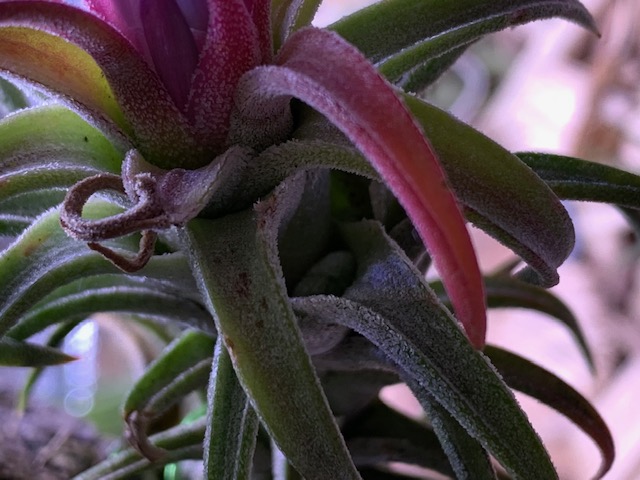 �`�����W�A,�e�B�����W�A,�G�A�[�v�����c,Tillandsia,�`�����h�V�A
