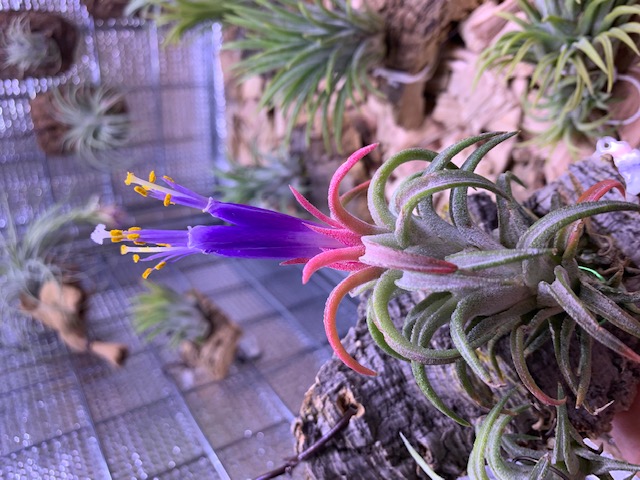 �`�����W�A,�e�B�����W�A,�G�A�[�v�����c,Tillandsia,�`�����h�V�A