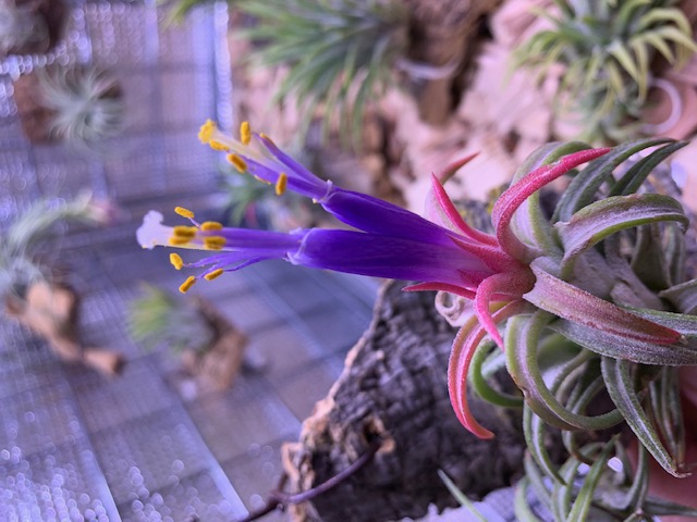 �`�����W�A,�e�B�����W�A,�G�A�[�v�����c,Tillandsia,�`�����h�V�A