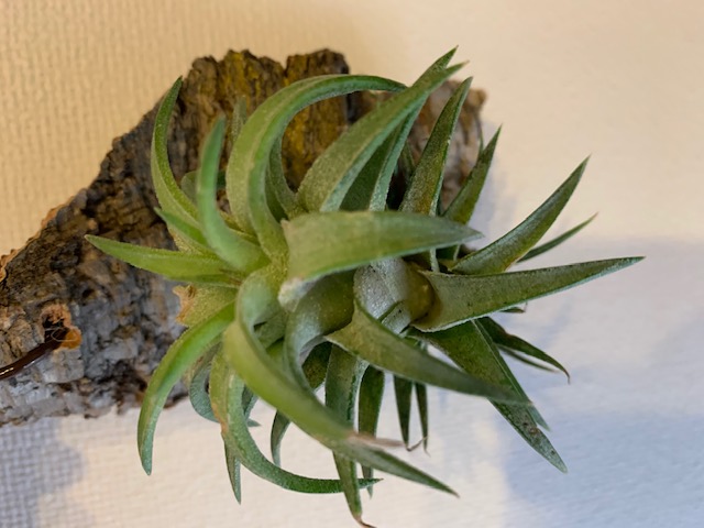 �`�����W�A,�e�B�����W�A,�G�A�[�v�����c,Tillandsia,�`�����h�V�A