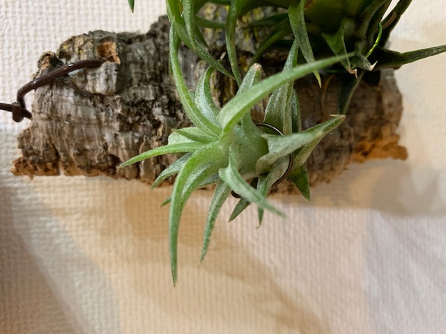 �`�����W�A,�e�B�����W�A,�G�A�[�v�����c,Tillandsia,�`�����h�V�A