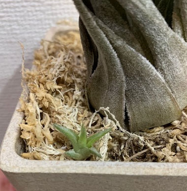 �`�����W�A,�e�B�����W�A,�G�A�[�v�����c,Tillandsia,�`�����h�V�A