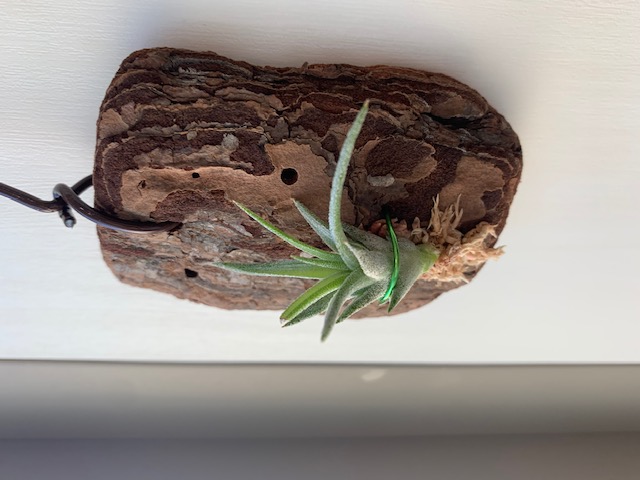 �`�����W�A,�e�B�����W�A,�G�A�[�v�����c,Tillandsia,�`�����h�V�A
