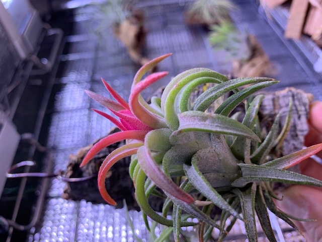 �`�����W�A,�e�B�����W�A,�G�A�[�v�����c,Tillandsia,�`�����h�V�A