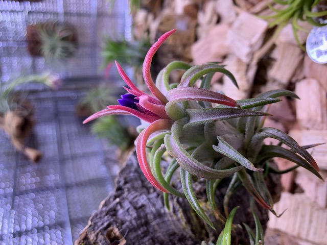 �`�����W�A,�e�B�����W�A,�G�A�[�v�����c,Tillandsia,�`�����h�V�A