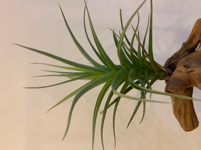 �`�����W�A,�e�B�����W�A,�G�A�[�v�����c,Tillandsia,�`�����h�V�A