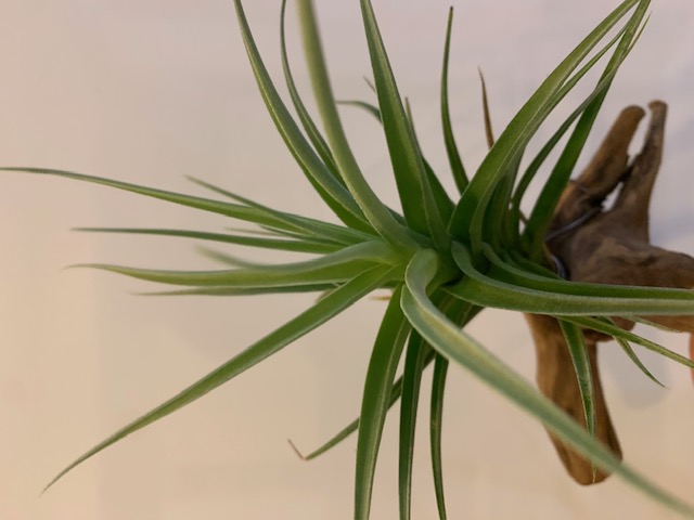 �`�����W�A,�e�B�����W�A,�G�A�[�v�����c,Tillandsia,�`�����h�V�A