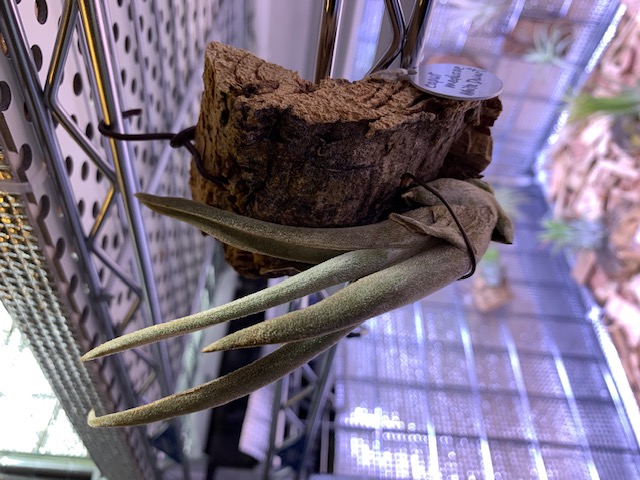 �`�����W�A,�e�B�����W�A,�G�A�[�v�����c,Tillandsia,�`�����h�V�A