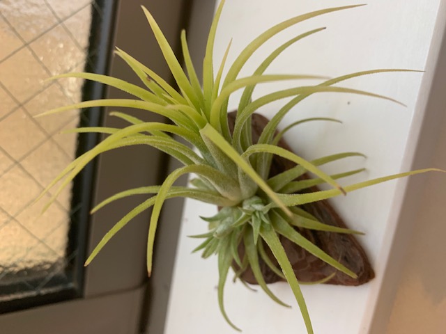 �`�����W�A,�e�B�����W�A,�G�A�[�v�����c,Tillandsia,�`�����h�V�A
