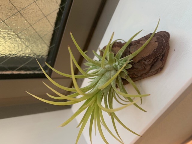 �`�����W�A,�e�B�����W�A,�G�A�[�v�����c,Tillandsia,�`�����h�V�A