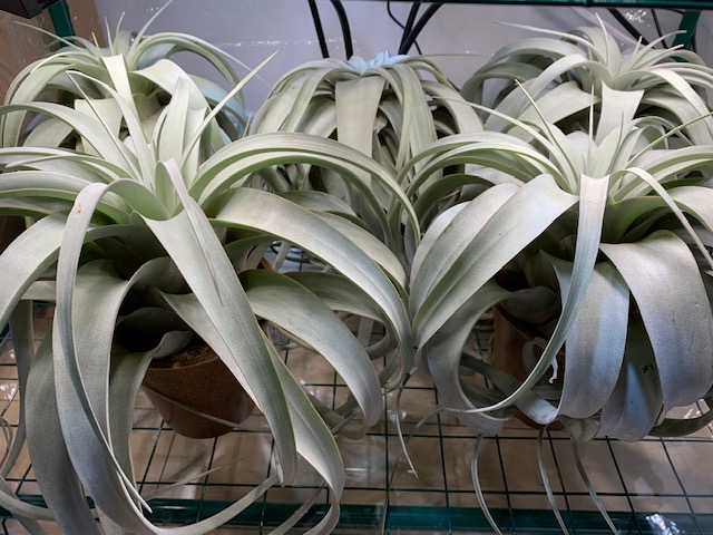 �`�����W�A,�e�B�����W�A,�G�A�[�v�����c,Tillandsia,�`�����h�V�A
