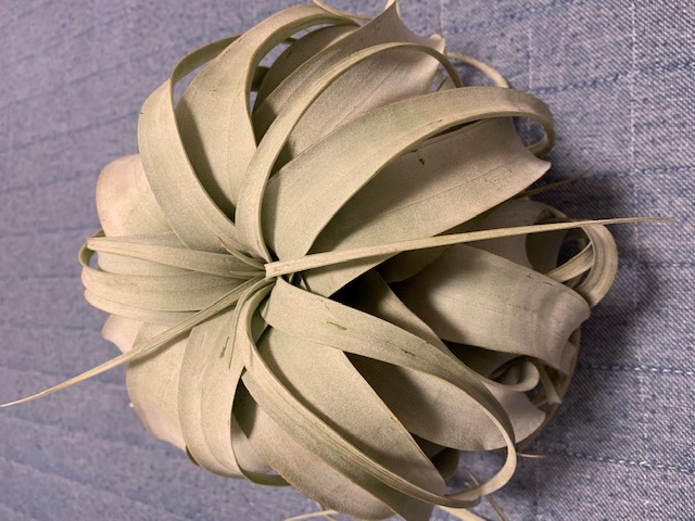 �`�����W�A,�e�B�����W�A,�G�A�[�v�����c,Tillandsia,�`�����h�V�A