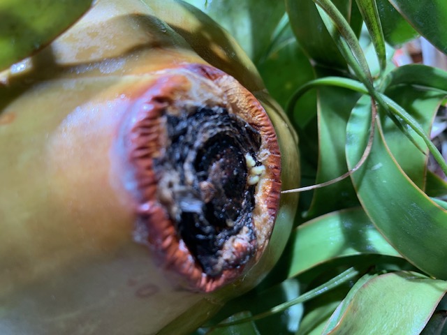 �`�����W�A,�e�B�����W�A,�G�A�[�v�����c,Tillandsia,�`�����h�V�A