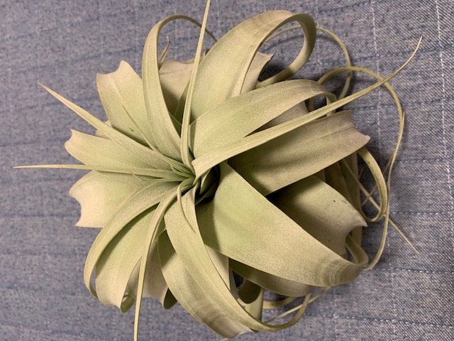 �`�����W�A,�e�B�����W�A,�G�A�[�v�����c,Tillandsia,�`�����h�V�A