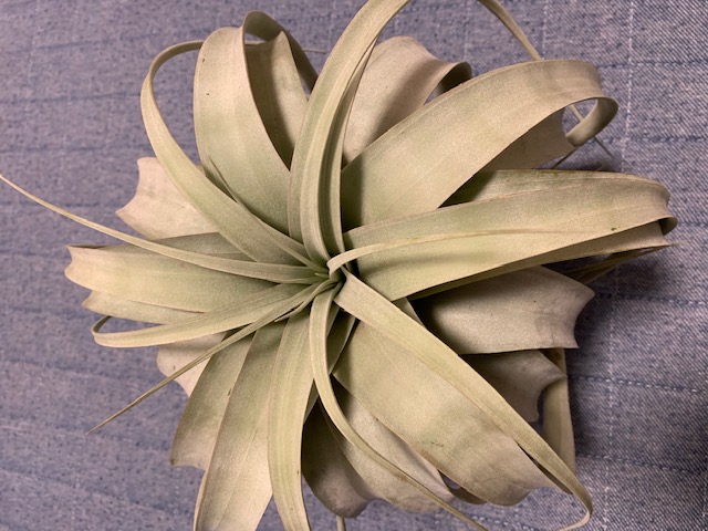 �`�����W�A,�e�B�����W�A,�G�A�[�v�����c,Tillandsia,�`�����h�V�A