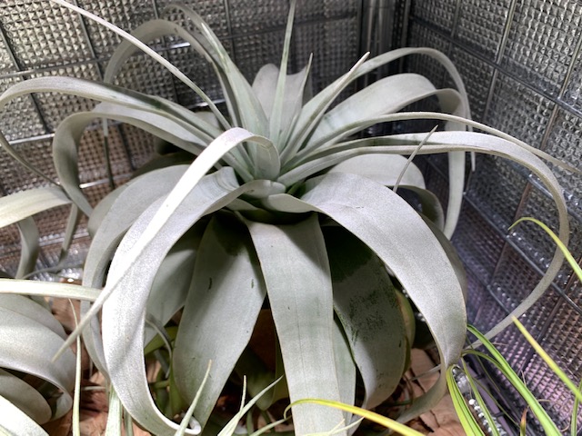 �`�����W�A,�e�B�����W�A,�G�A�[�v�����c,Tillandsia,�`�����h�V�A