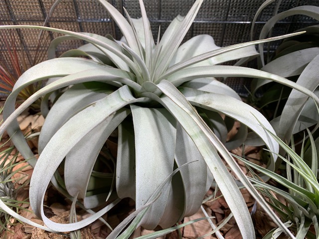 �`�����W�A,�e�B�����W�A,�G�A�[�v�����c,Tillandsia,�`�����h�V�A