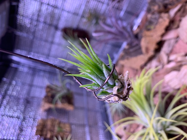 �`�����W�A,�e�B�����W�A,�G�A�[�v�����c,Tillandsia,�`�����h�V�A